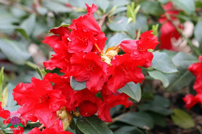 Rhododendron   'Gertrud Schäle'